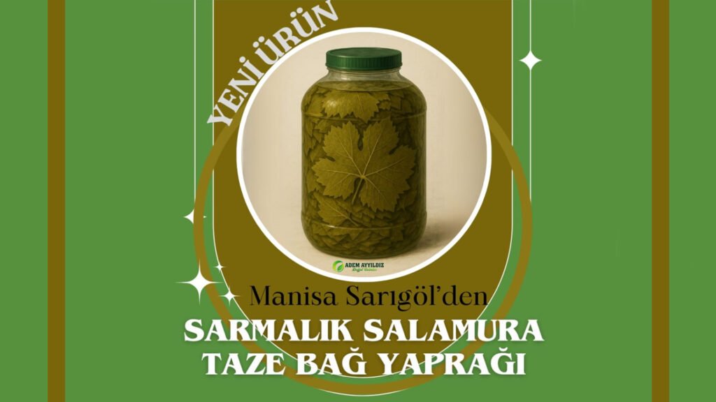 Salamura Taze Bağ Yaprağı